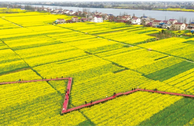 十美堂油菜花海