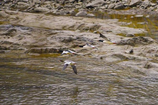 飞到石门来——中华秋沙鸭越冬