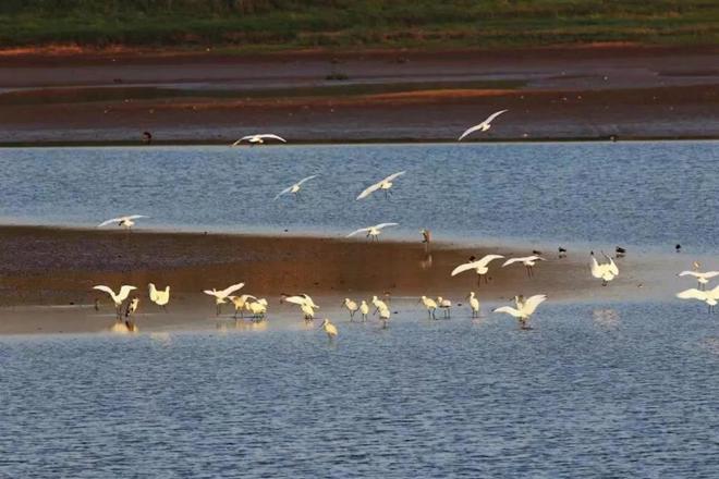 鼎城鸟儿洲国家湿地公园