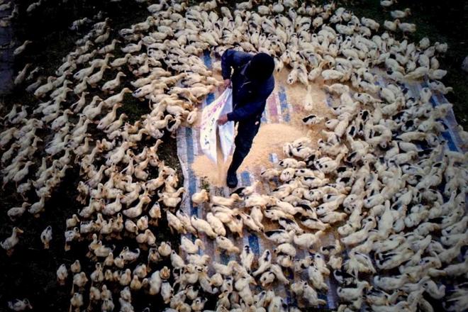 鸭倌——石门县夹山镇