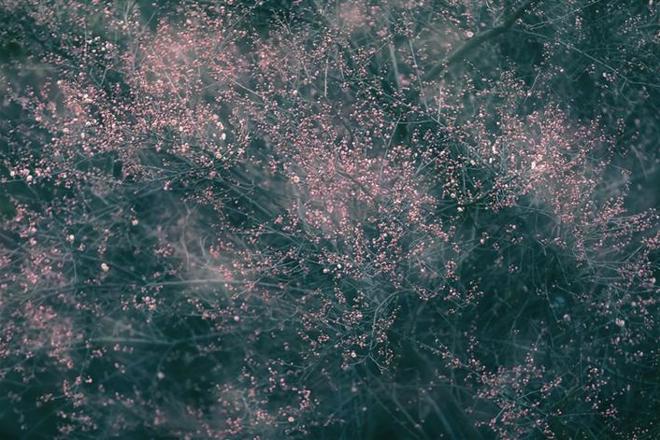 梅开二月闹新春