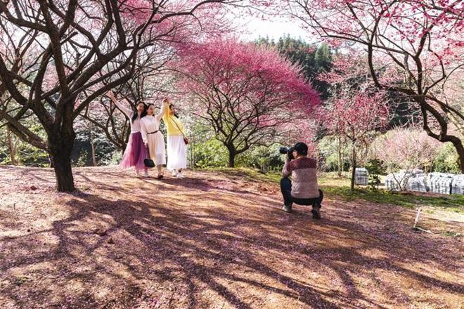 梅花基地落英缤纷