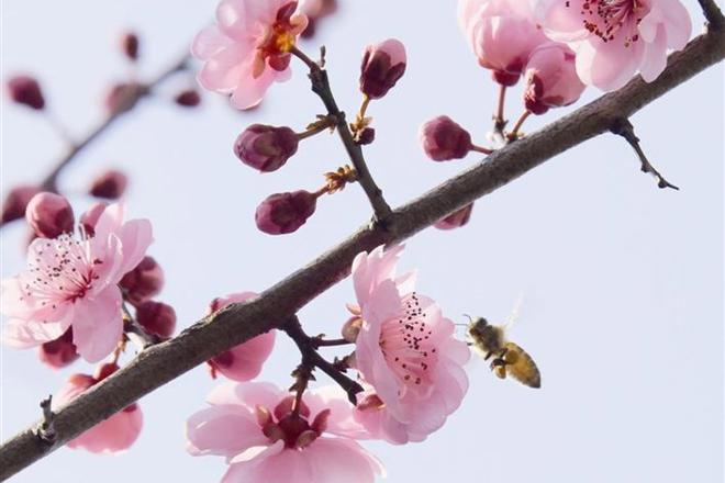 早到的春【组图】