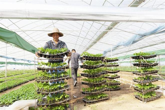 【经济】抢抓农时耕耘忙 不误田畴一季春