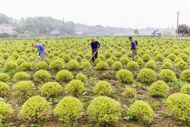 【经济】桃源县九溪镇兴龙村：开展农旅结合，助力乡村振兴
