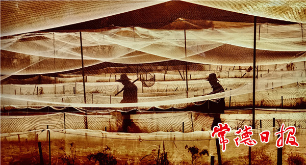 发现常德之美【组图】