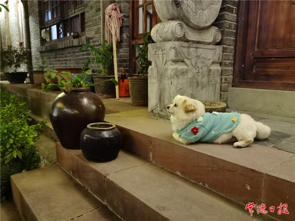 sj李冀勇-河街里的小狗-3-2.jpg