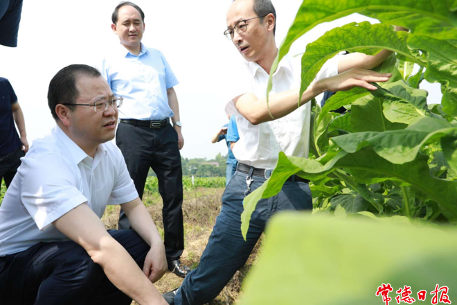 周振宇赴桃源、临澧调研烟叶产业发展情况时指出：大力发展烟叶产业 助推烟叶种植区产业多元化发展