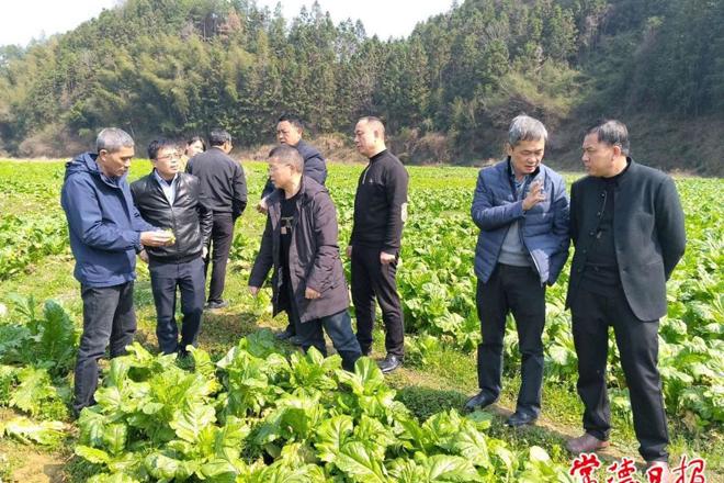 常德蔬菜专家跨省调研促榨菜产销对接