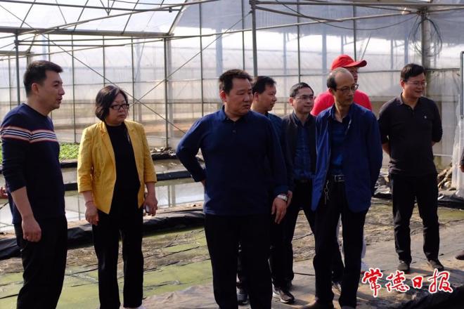市领导调研烟叶生产工作
