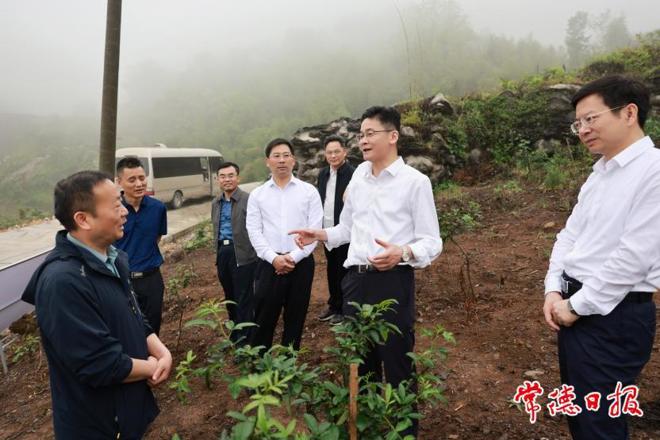 曹志强在石门县调研时强调：发展特色富民产业 全面推进乡村振兴