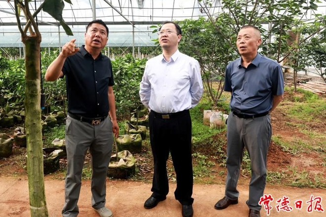 周振宇在澧县调研时强调：以产业大发展带动乡村大振兴推动农业农村现代化