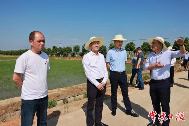 曹志强在澧县调研时强调：全力稳面积稳产量促增效促增收 不断擦亮“稻作之源”的金字招牌
