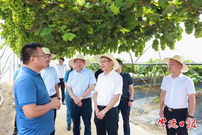 曹志强带队调研督导乡村振兴和粮食生产 夯实粮食安全底线 全面推进乡村振兴