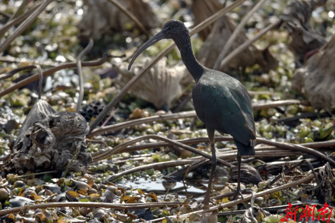 【生态】“国宝”彩鹮首现鼎城牛耳湖