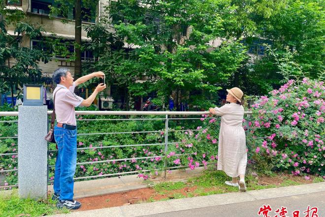 【组图】市城区屈原公园蔷薇正艳 市民打卡忙