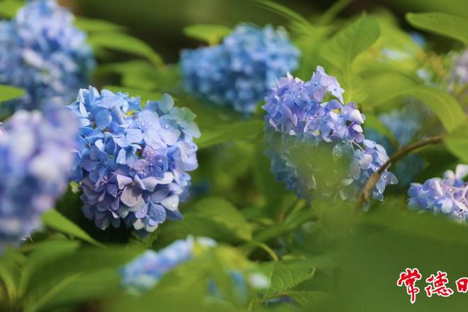 【组图】常德屈原公园“无尽夏”绣球花盛放 解锁夏日浪漫打卡地