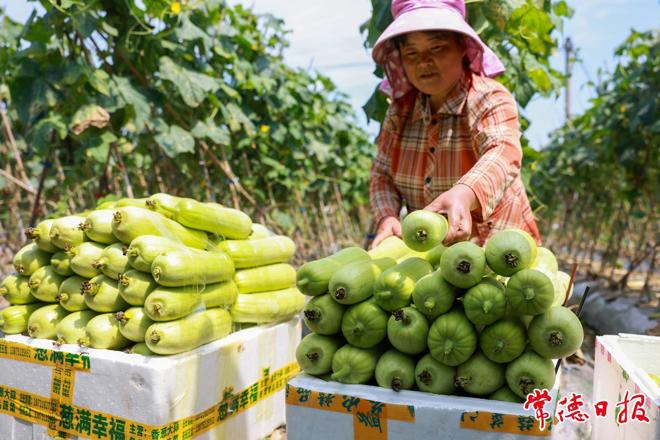 【经济】小满至 农事忙