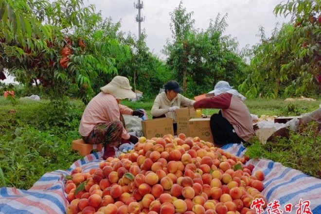 【经济】楠木村的桃子熟了