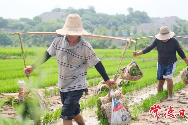 【摄影报道】芒种时节好“丰”光