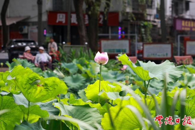 【摄影报道】滨湖人防公园荷花盛开引市民争相打卡​