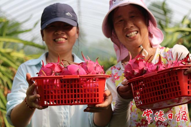 【经济】丹洲水果采摘热