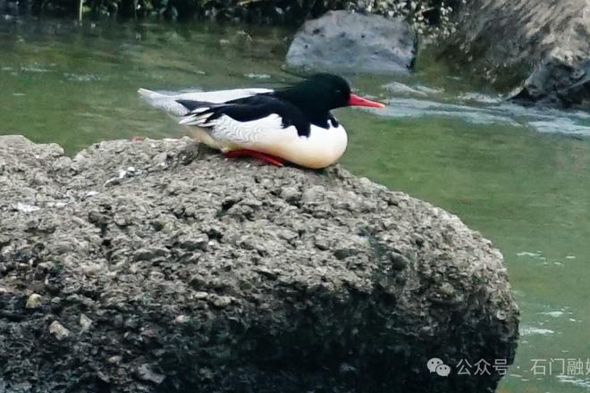 【生态】老铁，我又来啦！“鸟中大熊猫”连续18年来石门越冬