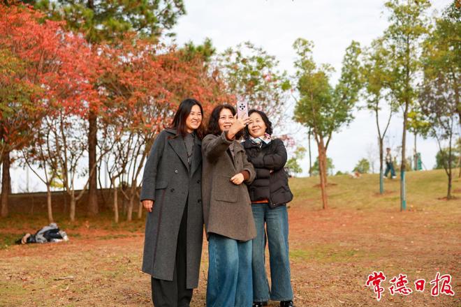 【组图】常德的初冬在乌桕叶的斑斓里