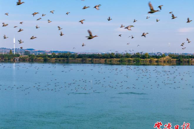 【组图】万余只候鸟“赴约”柳叶湖