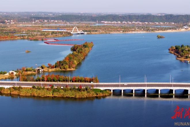 【遇见·柳叶湖】 夕阳浸润水杉，罗湾大桥边，暮色好浪漫