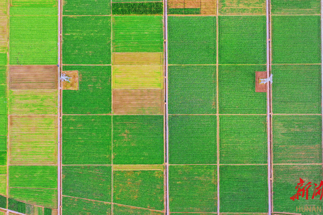 【组图】沃野平畴！安乡10万多亩菜薹进入丰收季