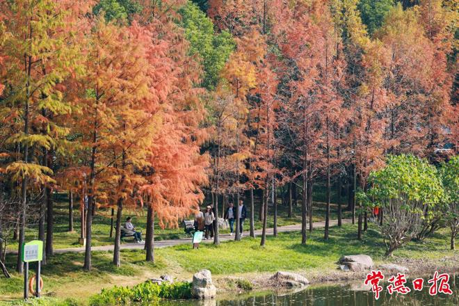 【摄影报道】红“杉”碧水映冬韵