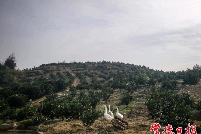 【经济】石门县窑坡山村千亩冰糖橙丰收待客