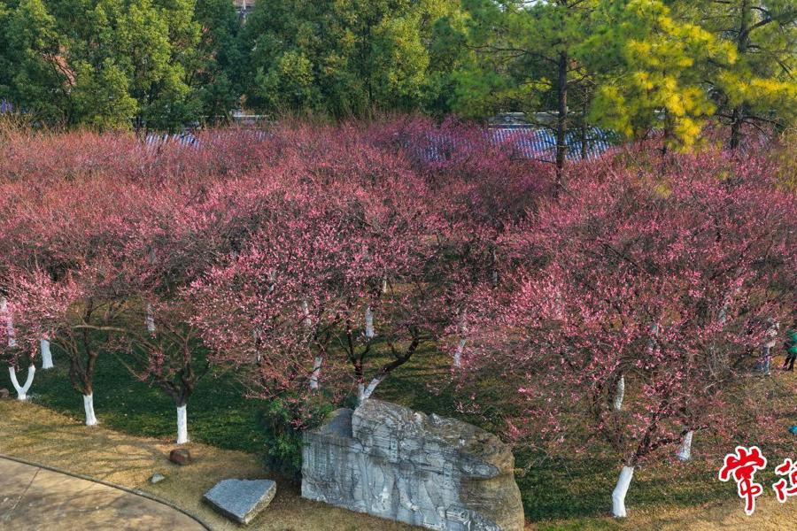 【组图】寒未尽 花已开 常德诗墙公园现梅花盛景