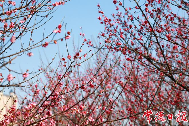 【组图】丁玲公园好“梅”景