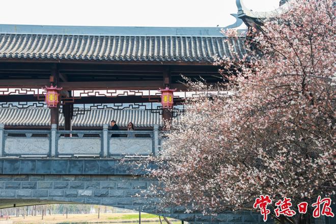 【组图】七里桥边梅花香