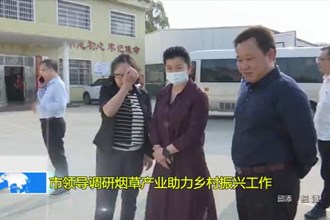 市领导调研烟草产业助力乡村振兴工作