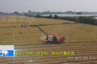 汉寿：中稻+再生稻 再创产量新高