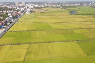 鼎城：秋种紫云英 春耕稻田肥