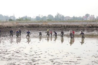 汉寿：甲鱼喜丰收 养殖户乐开怀