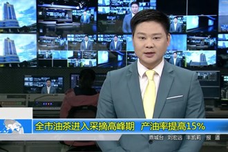 十大彩票网赌平台油茶进入采摘高峰期 产油率提高15%