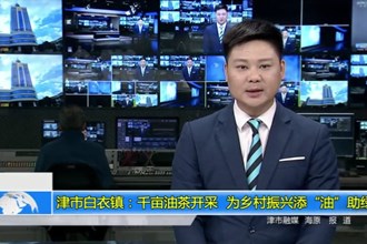 津市白衣镇：千亩油茶开采 为乡村振兴添“油”助绿