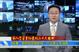 临澧：老树低改抽新枝 产业路上茶油香