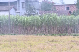 汉寿：甘蔗丰产 农民增收