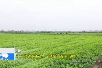 武陵：红白菜苔采摘忙 市场热销正当鲜