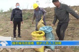 汉寿：越冬候鸟觅食难 管护人员人工投喂