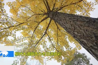 柳叶大道银杏为冬日添色彩