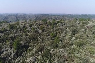 临澧县四新岗镇久丰村：油茶花开兆丰年 农民增收盼头足