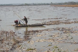 汉寿：泥塘“淘金” 挖藕致富