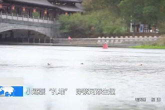 小鷿鷈“扎堆” 穿紫河添生趣